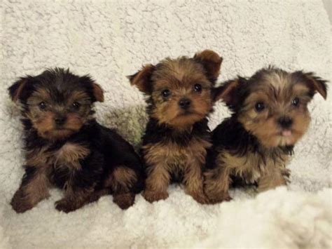 Date Your Final Payment is Due: December 1st. . Yorkies for sale in houston